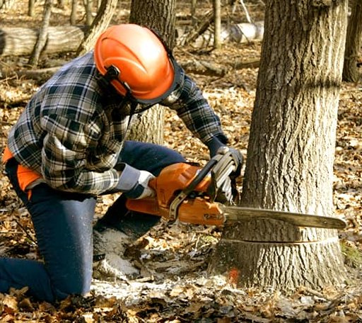 Tree Removal in Shaw Island, WA